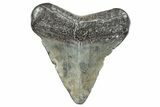 Juvenile Megalodon Tooth - South Carolina #286529-1